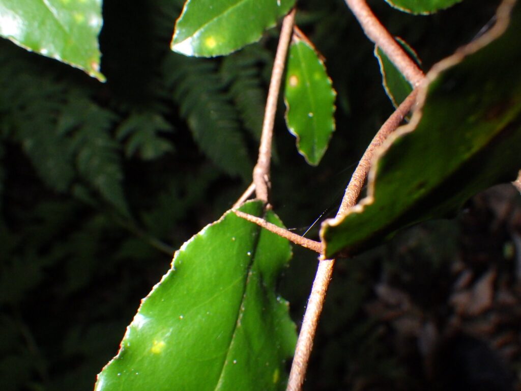Thorny branches of Elaeagnus umbellata