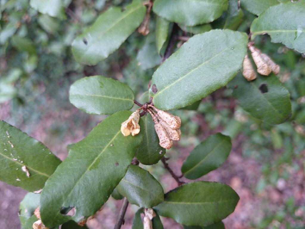Buds of Elaeagnus multiflora