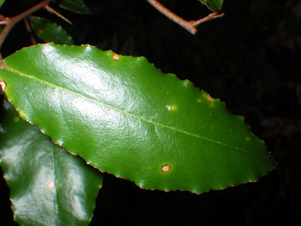Upper surface of a leaf of Elaeagnus multiflora