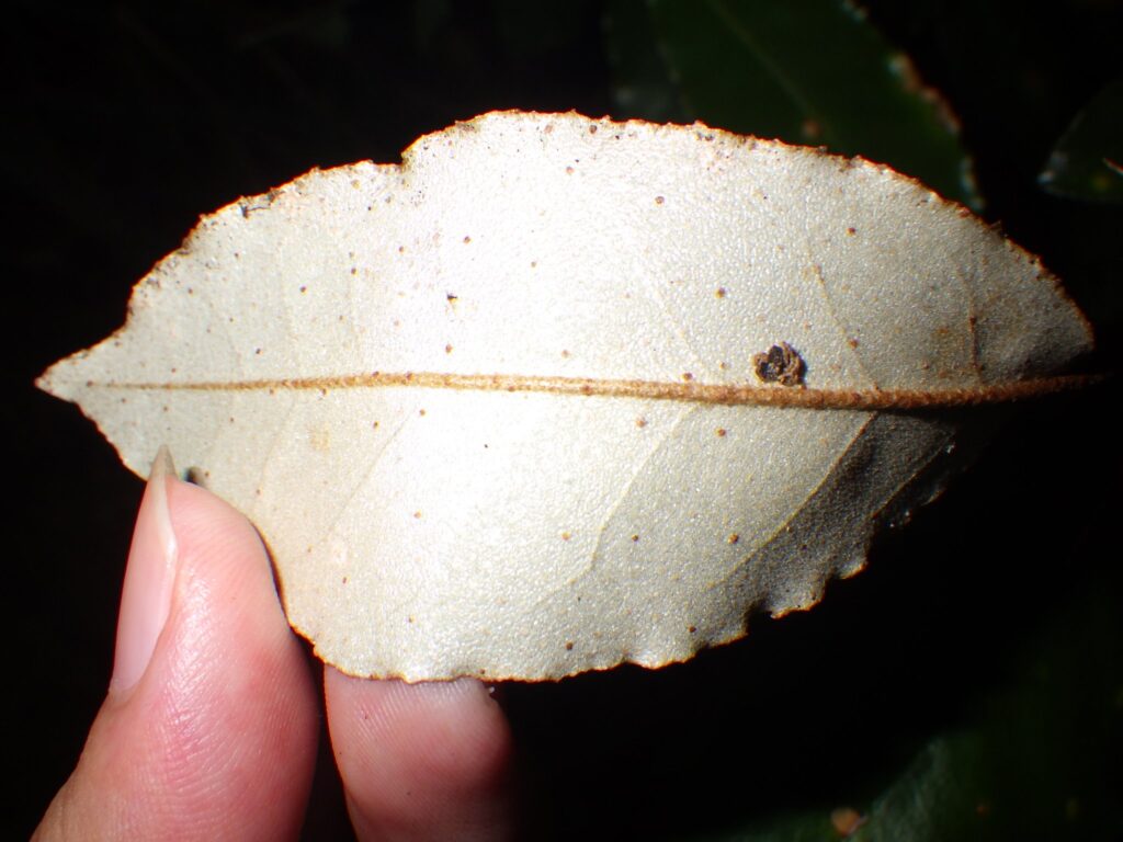 Underside of a leaf of Elaeagnus multiflora