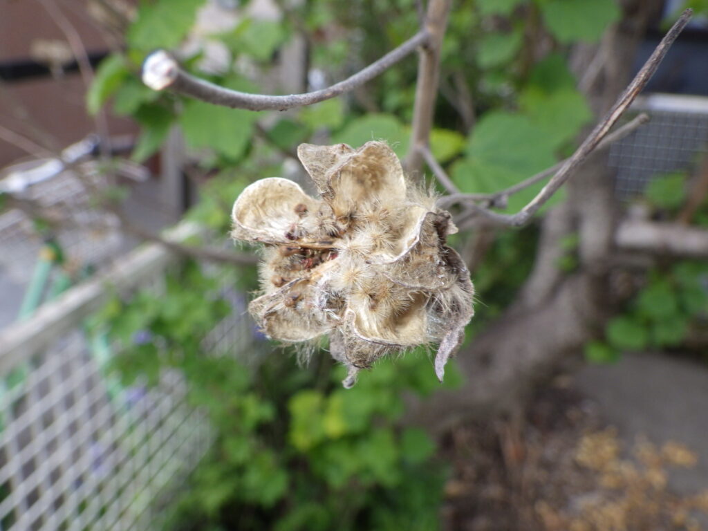 Hibiscus fruit