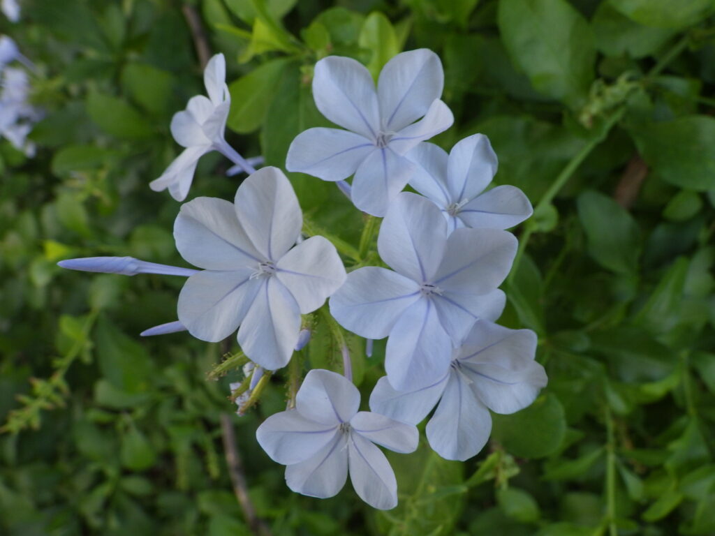 ルリマツリの花：萼に大きな腺のある剛毛が見える、花筒は明らかに長く細い。