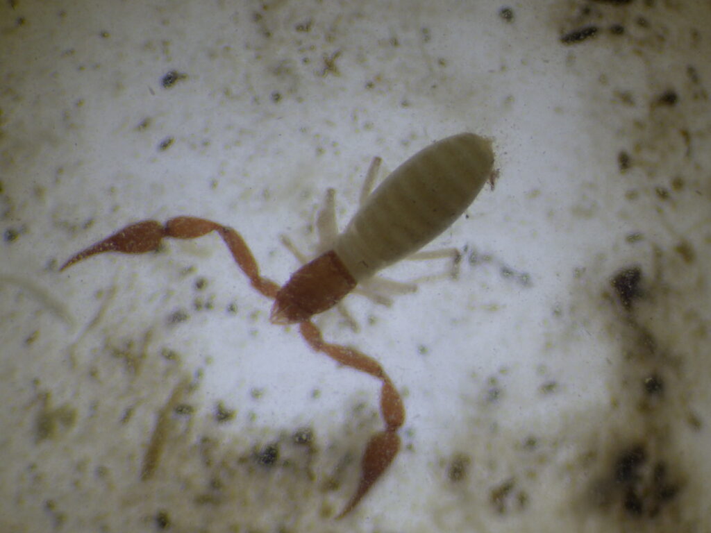 アカツノカニムシの成体
