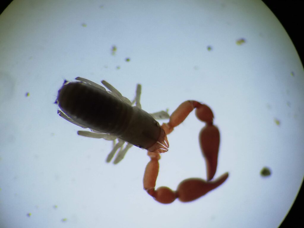 ミツマタカギカニムシの成体