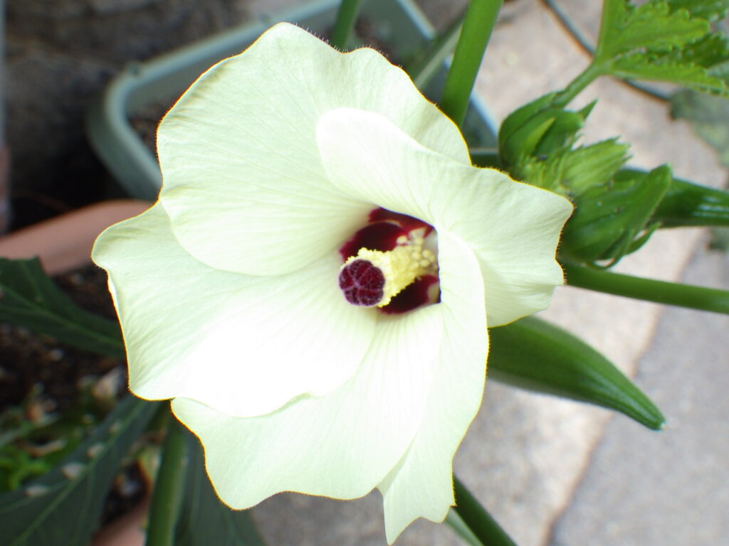 オクラの花