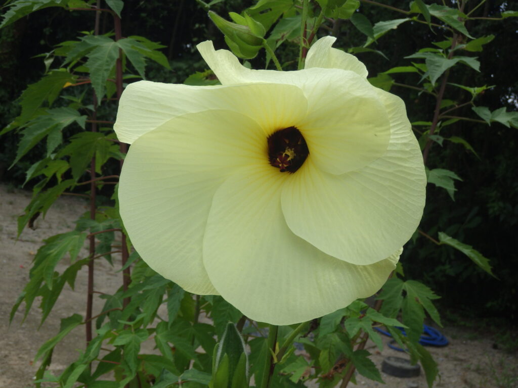 トロロアオイの花