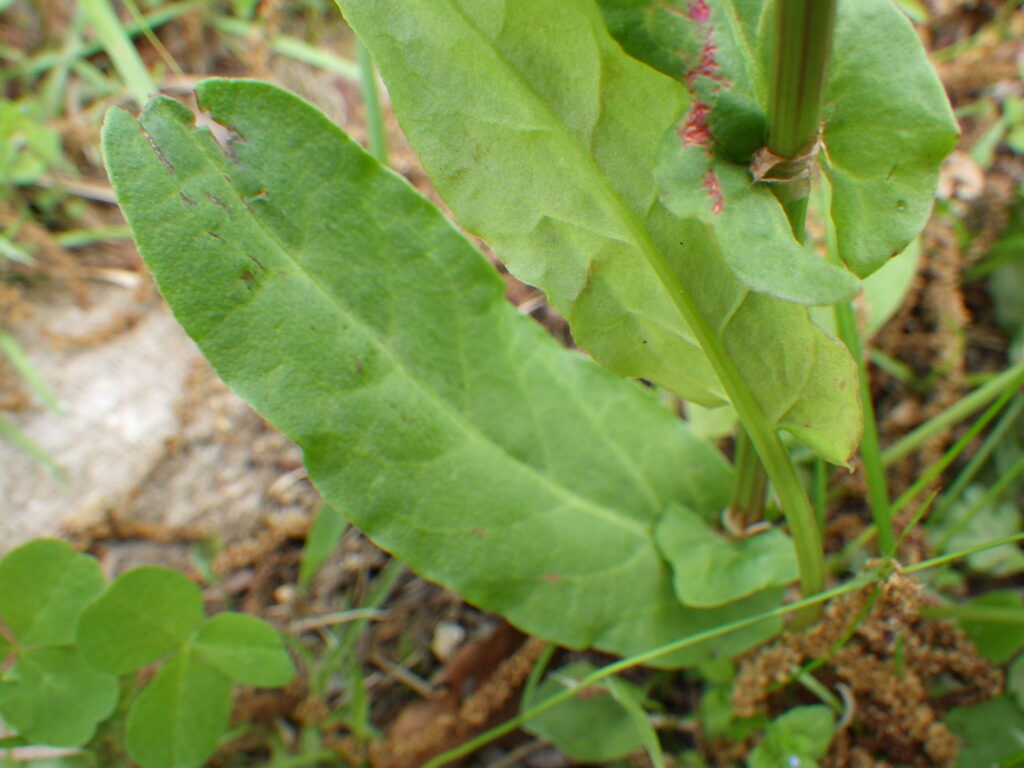 sorrel leaves