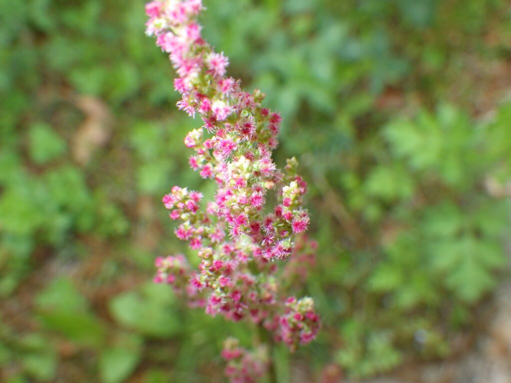 sorrel female flower