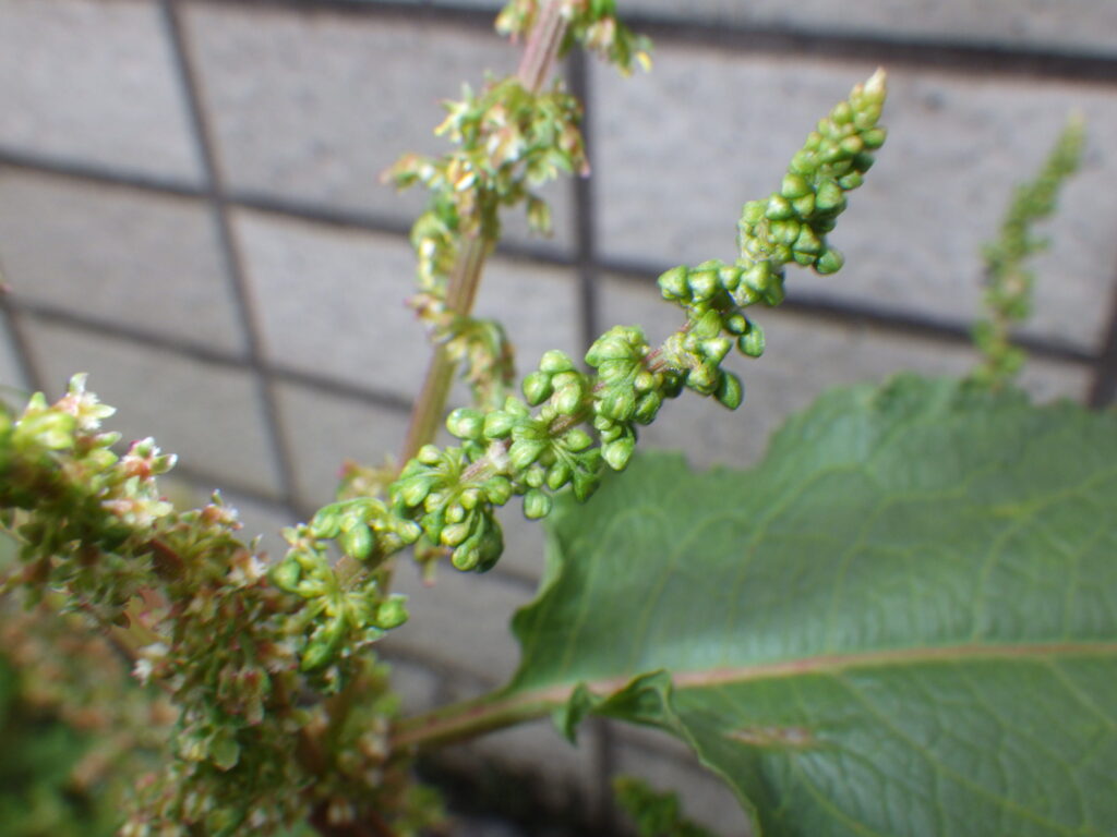 Unripe fruit of Rumex crispus