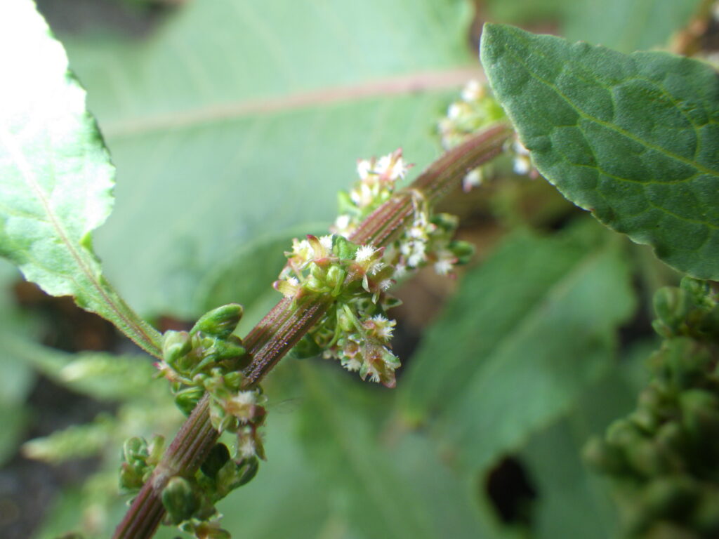 Rumex japonicus flowers