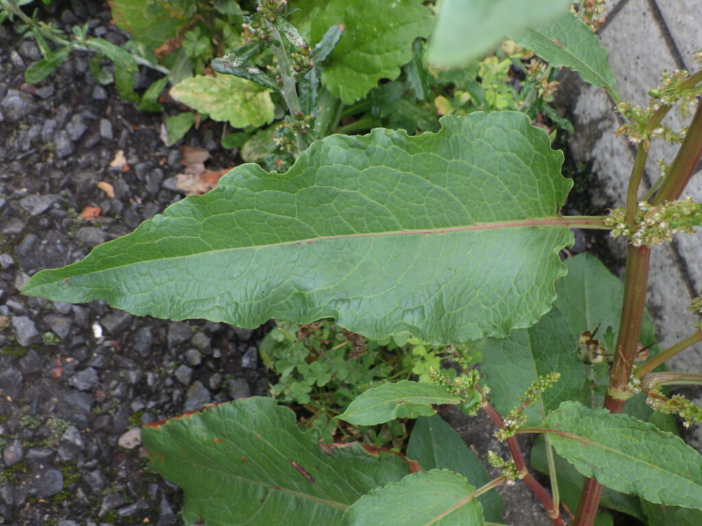 Upper surface of a dock leaf