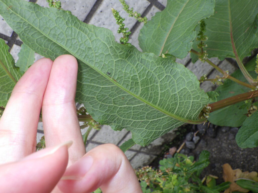 Underside of a Rumex crispus leaf