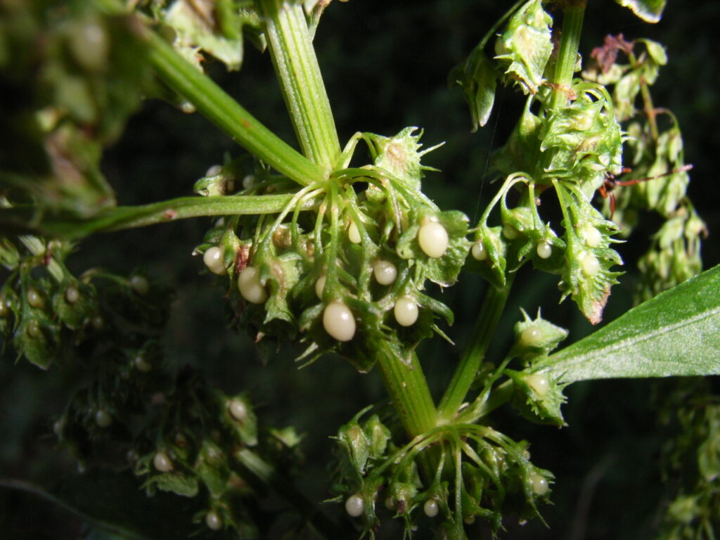 Fruit of Rumex japonicus