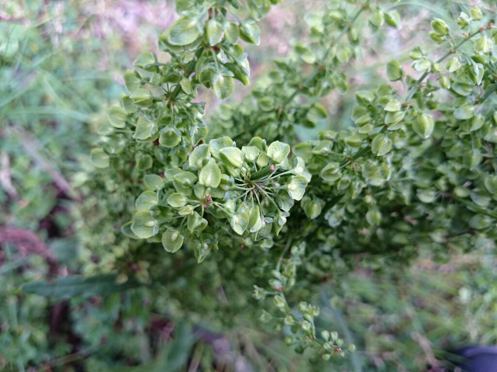 Fruit of the long-leaved dock