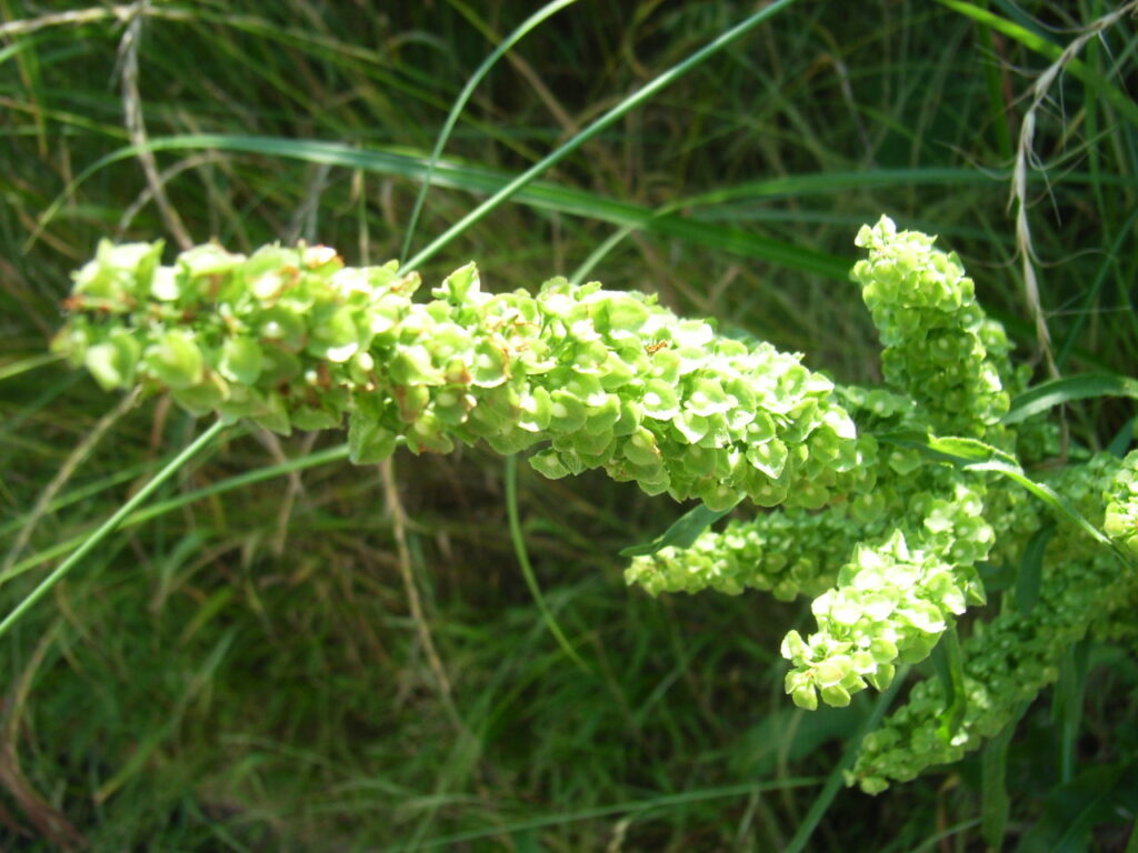 Inflorescence of Rumex crispus