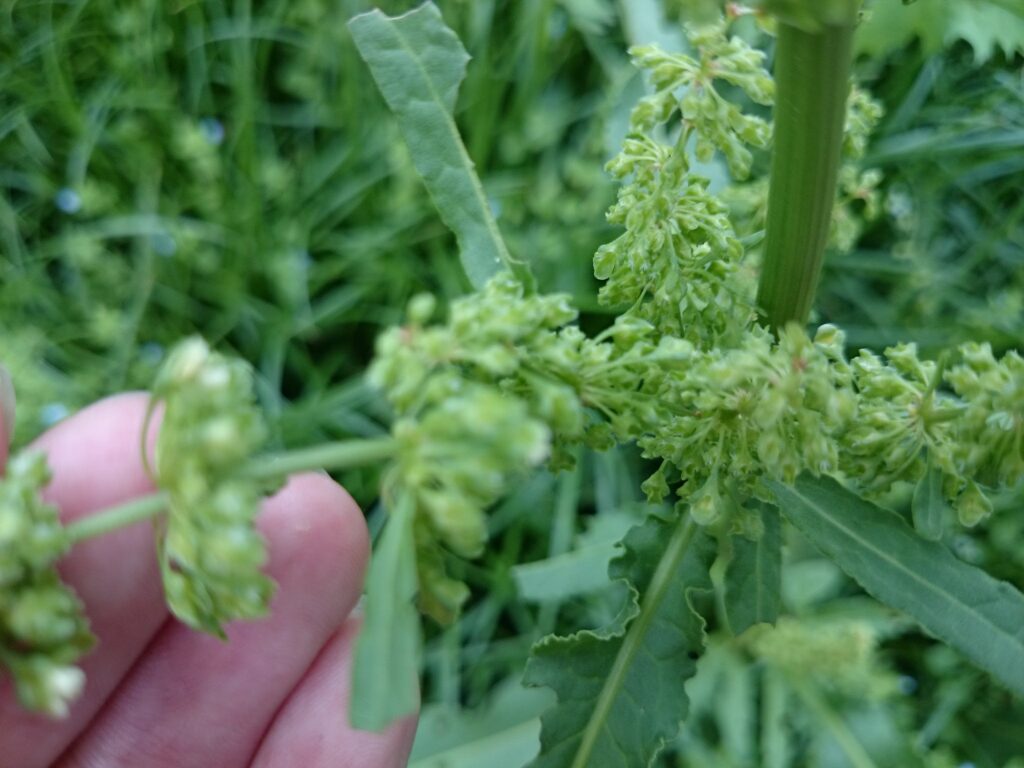 Long-leaved dock flower