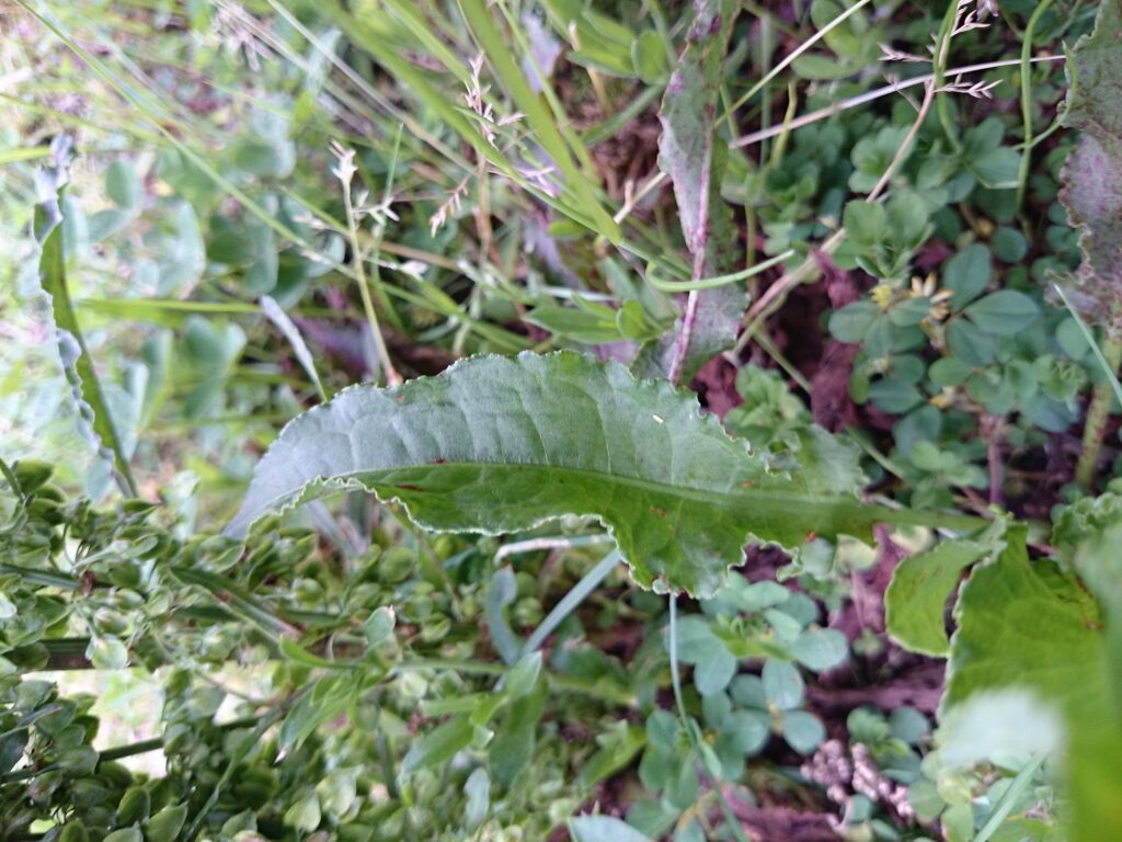 Stems and leaves of Rumex japonicus
