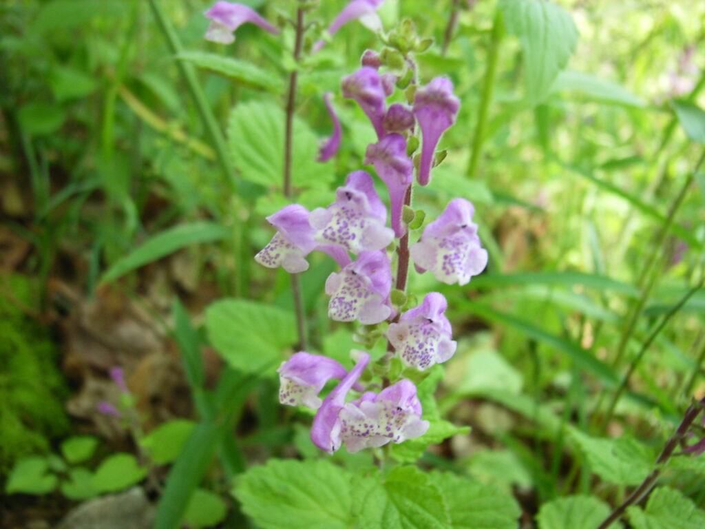 タツナミソウの花：葉は見えにくいが明らかに鋸歯が多い。
