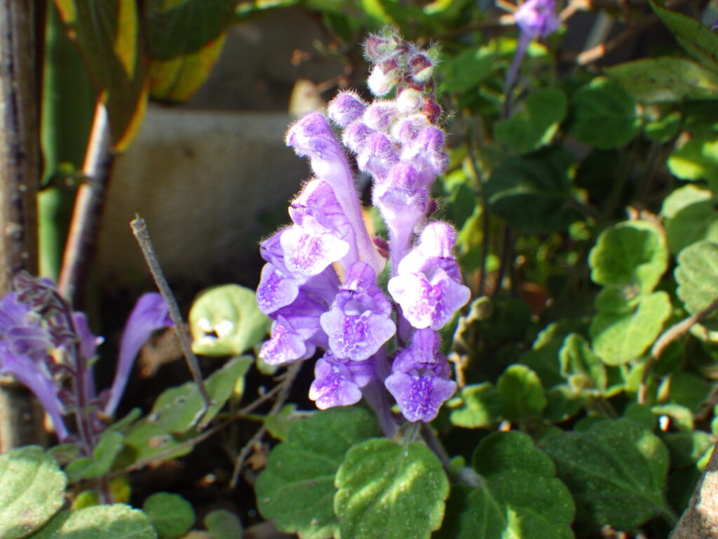 コバノタツナミの花