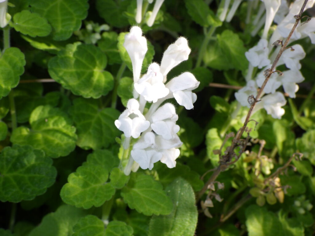 シロバナコバノタツナミの花
