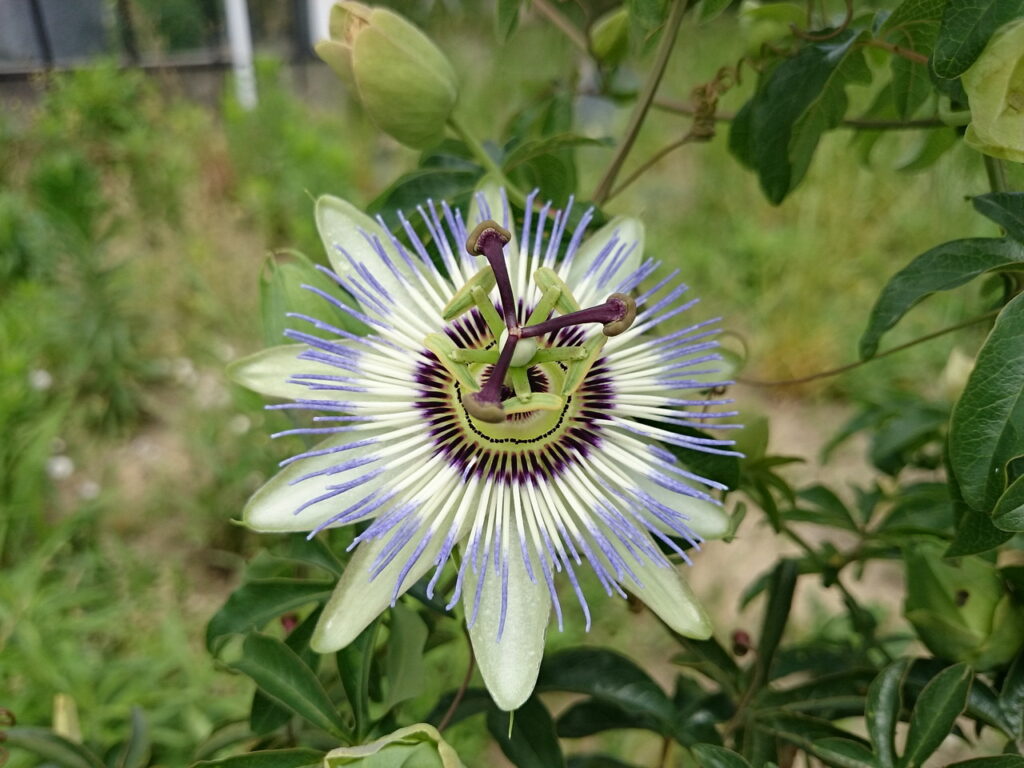 トケイソウの花