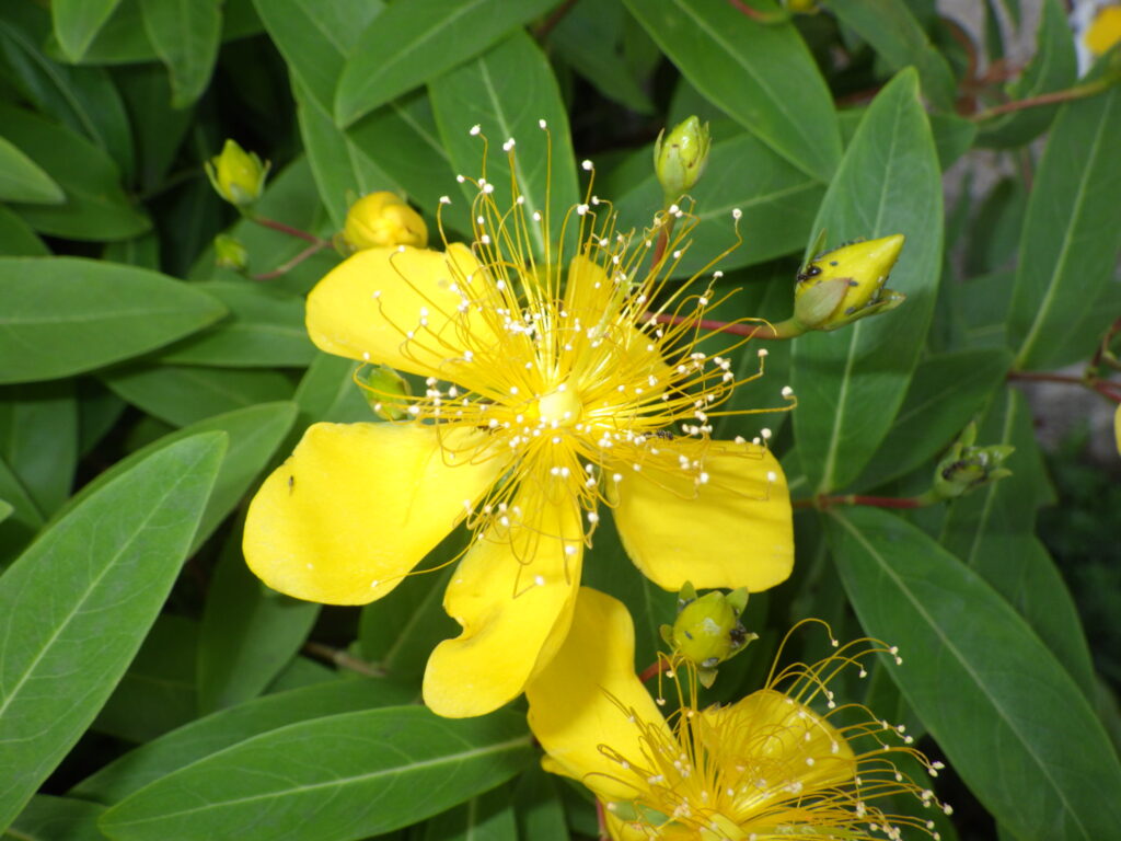 ビヨウヤナギの花