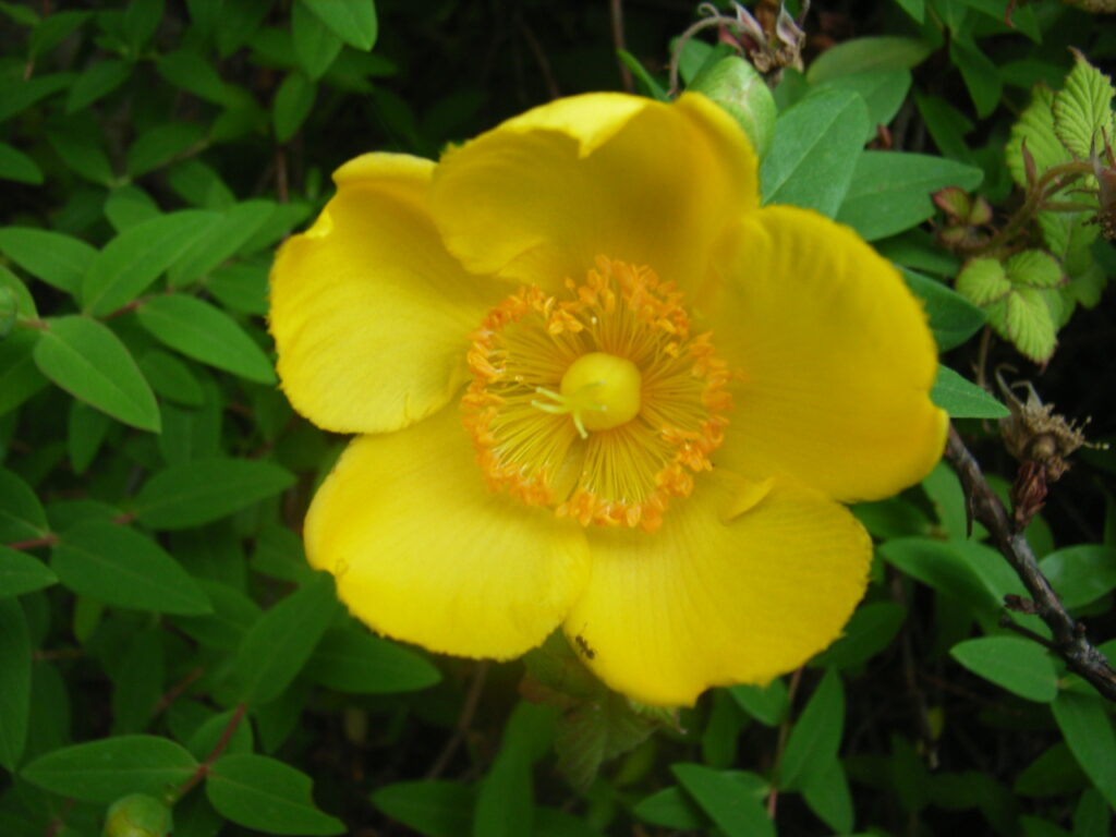 タイリンキンシバイの花