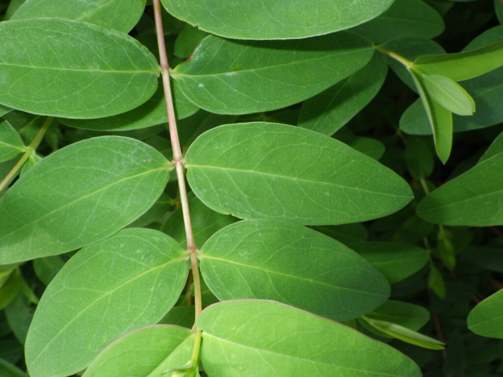 タイリンキンシバイの葉上面：普通枝や葉縁が赤いがこの個体はやや薄め。