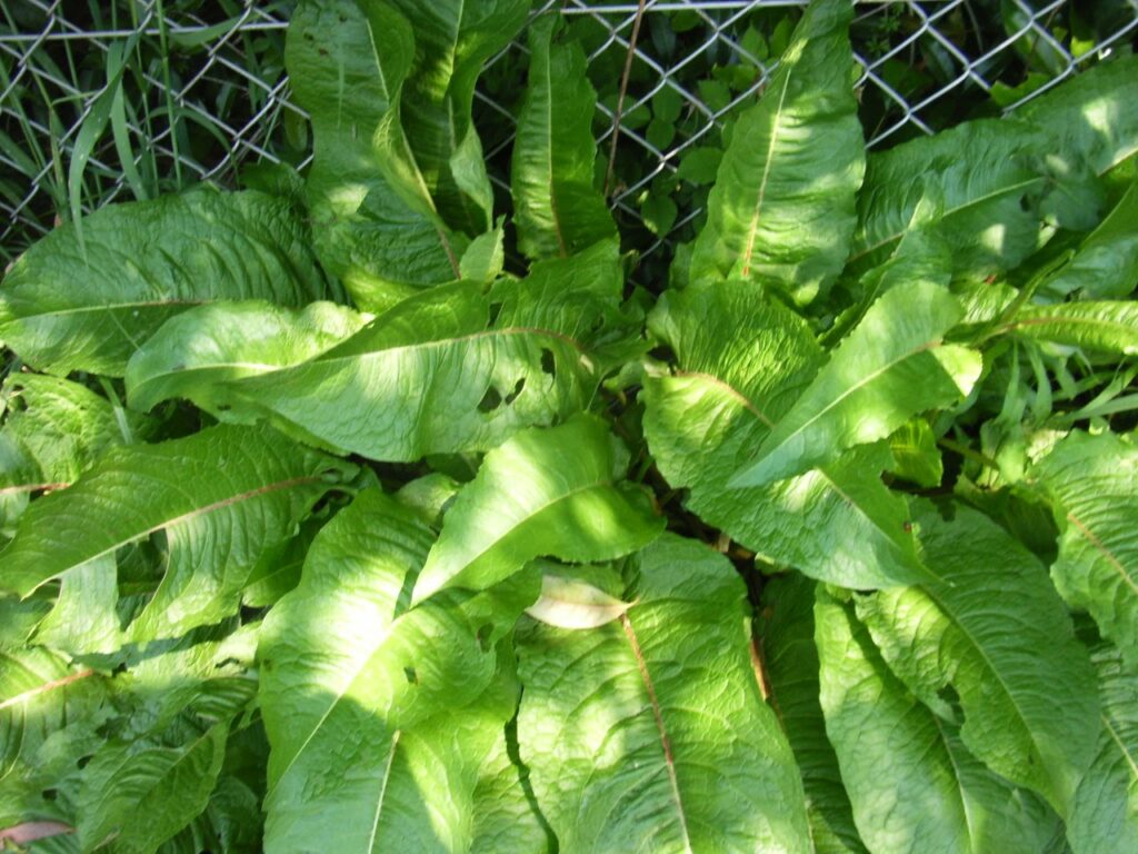 Basal leaves of Rumex crispus