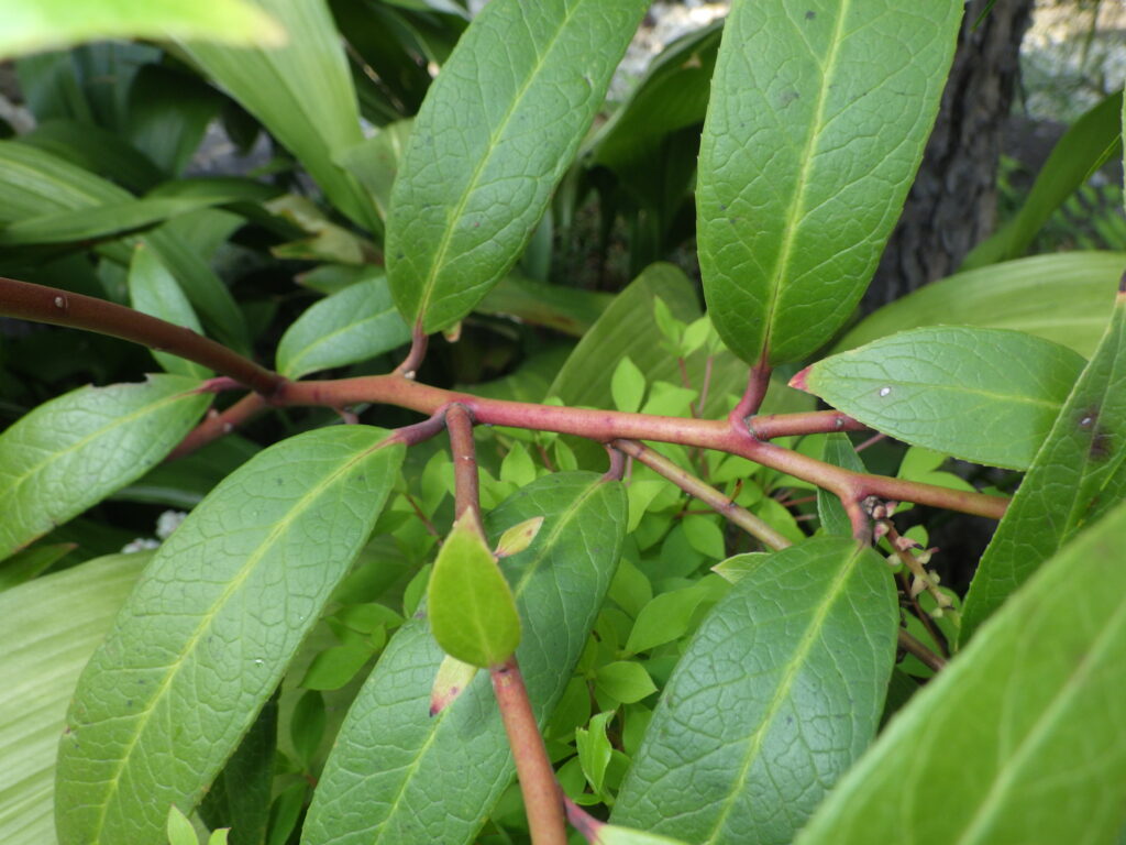 The stem of American rock jasmine
