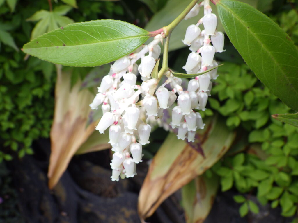 Flowers of American rock jasmine