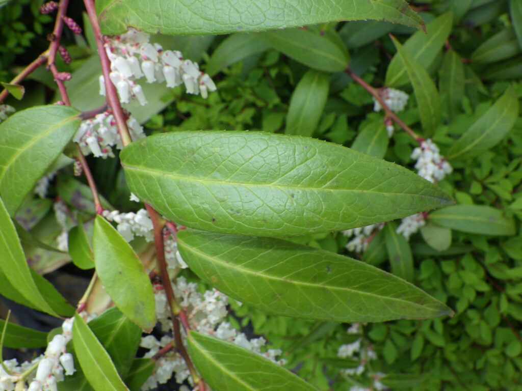 Upper surface of the leaves of American rock jasmine