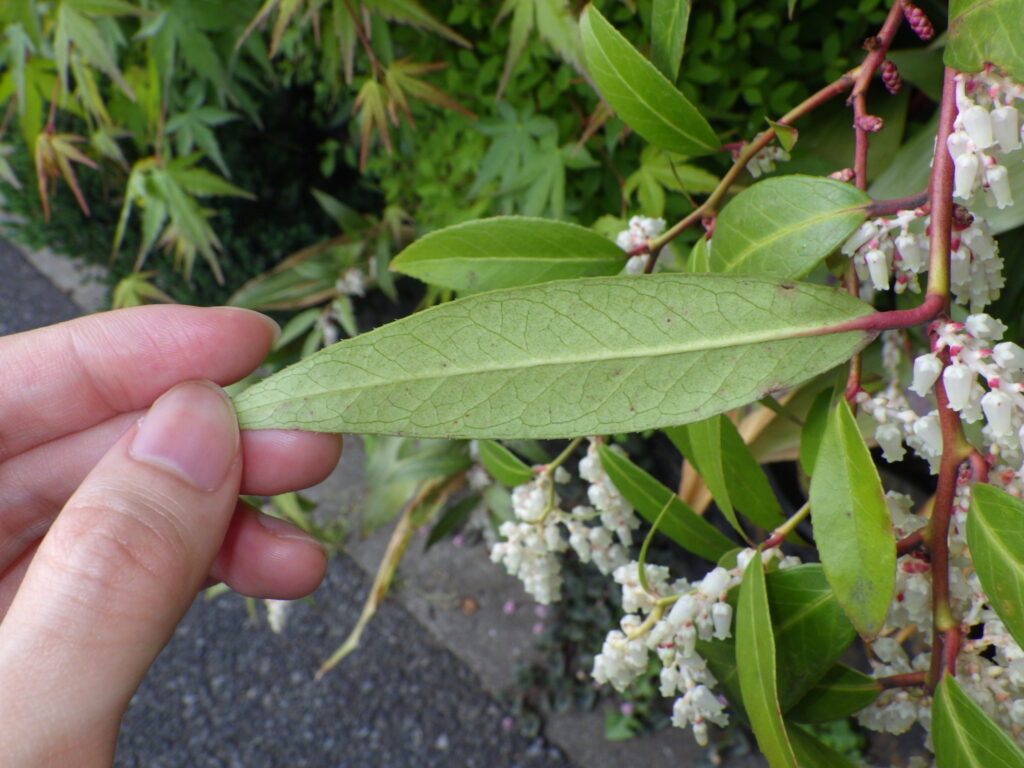 Underside of the leaves of American rock jasmine