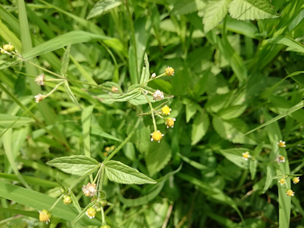 コゴメギクの花