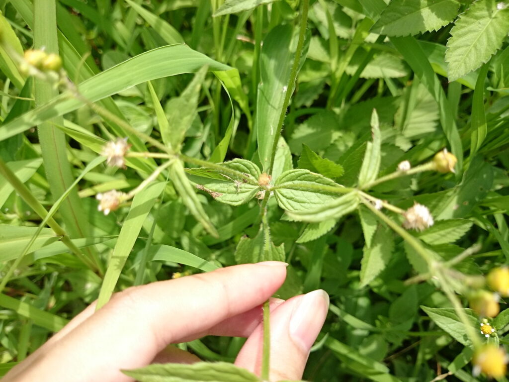 コゴメギクの葉