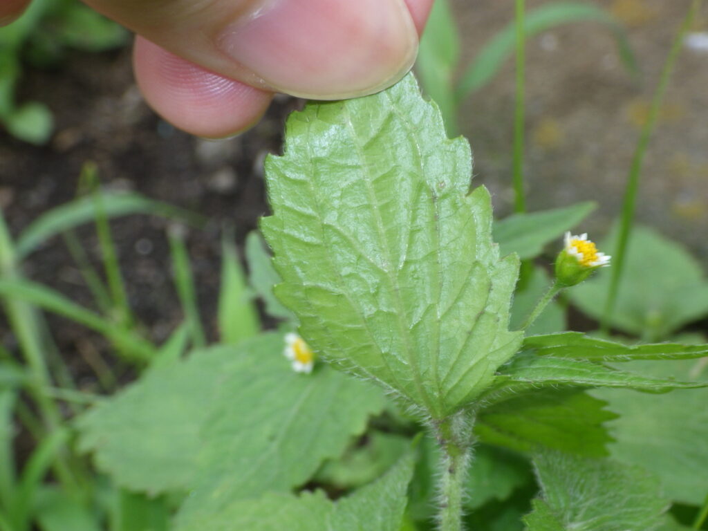 ハキダメギクの葉下面