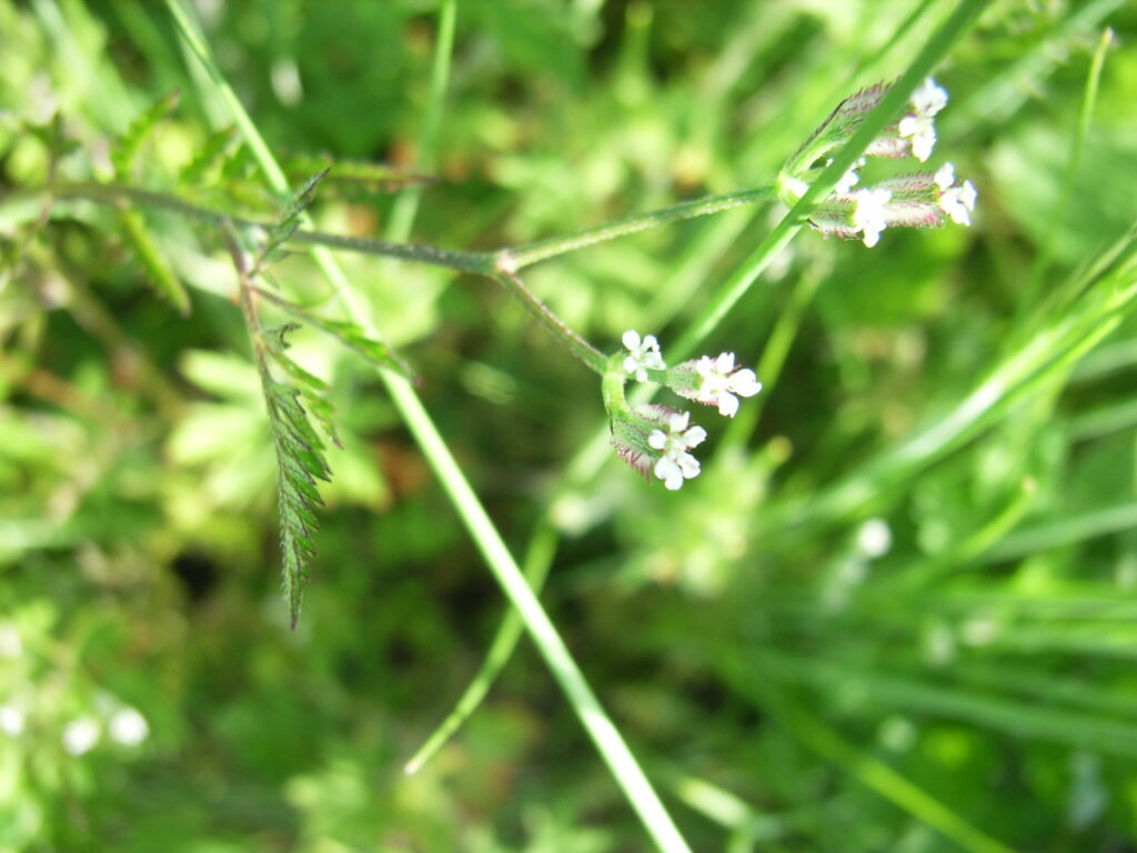 オヤブジラミの花：花序軸からは花柄が2本しか出ていない、子房の毛が赤い。
