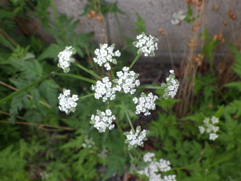 ヤブジラミの花：花序軸から花柄が10本出ている。