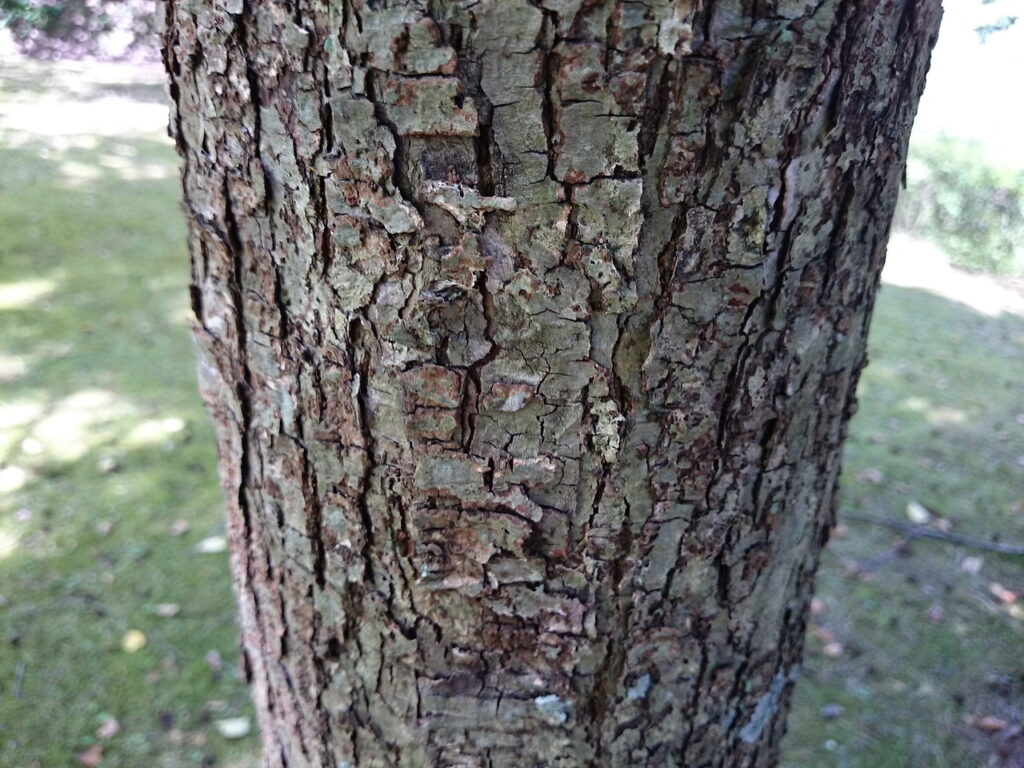 シナノキの樹皮