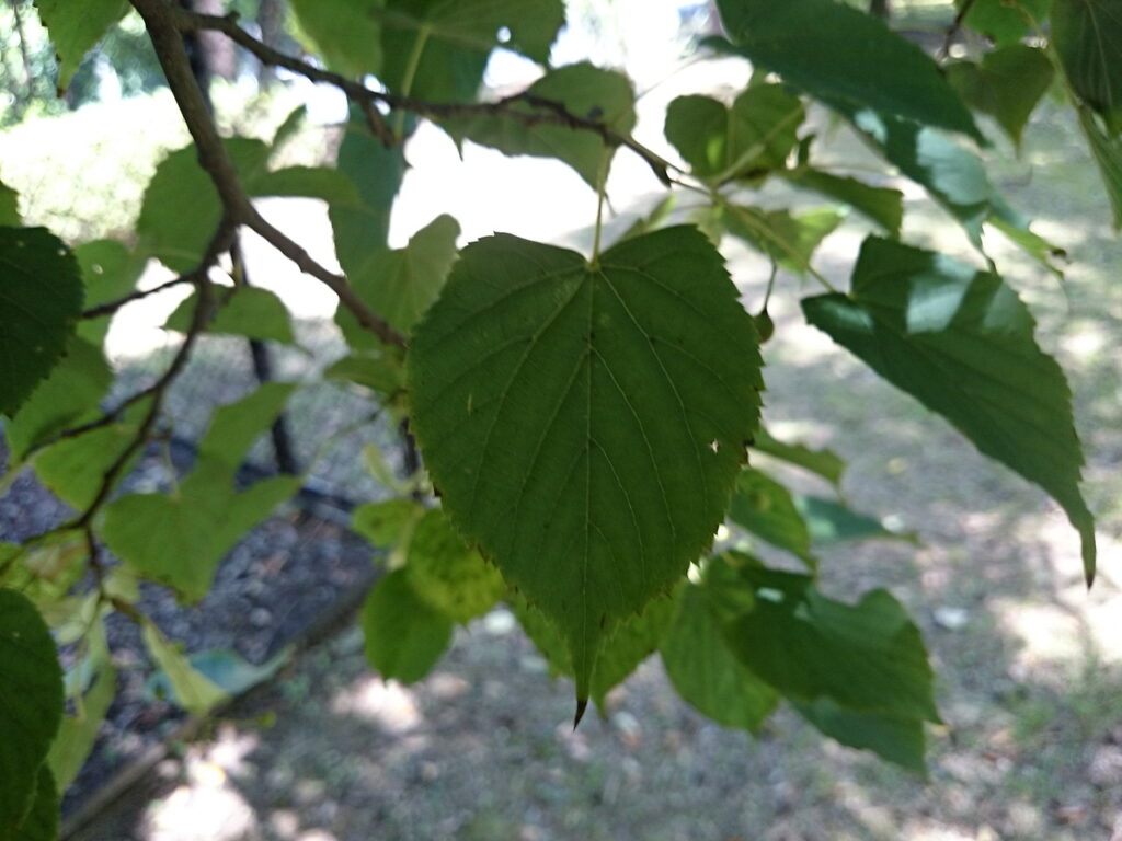 シナノキの葉