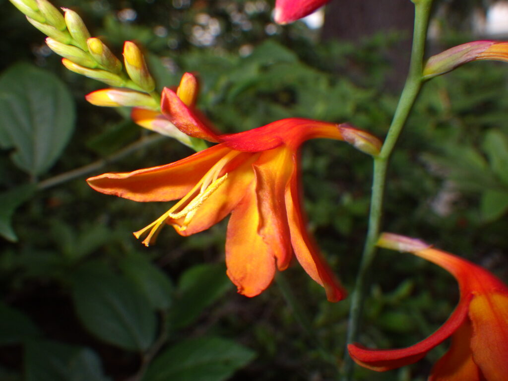 ヒメヒオウギズイセンの花