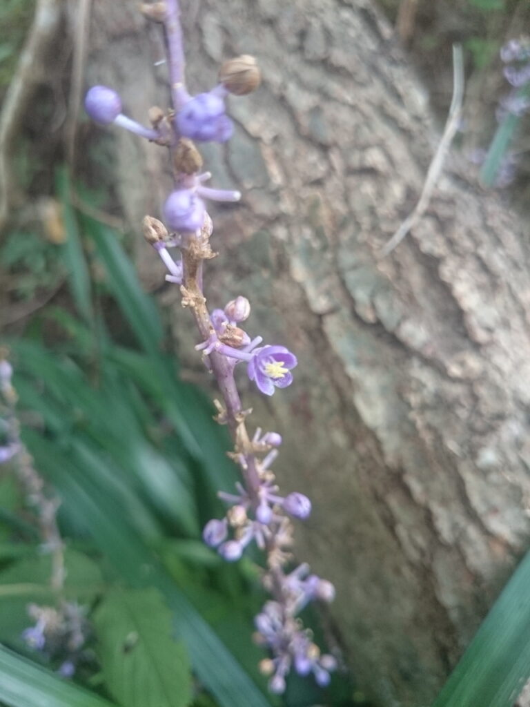 ヤブランの花