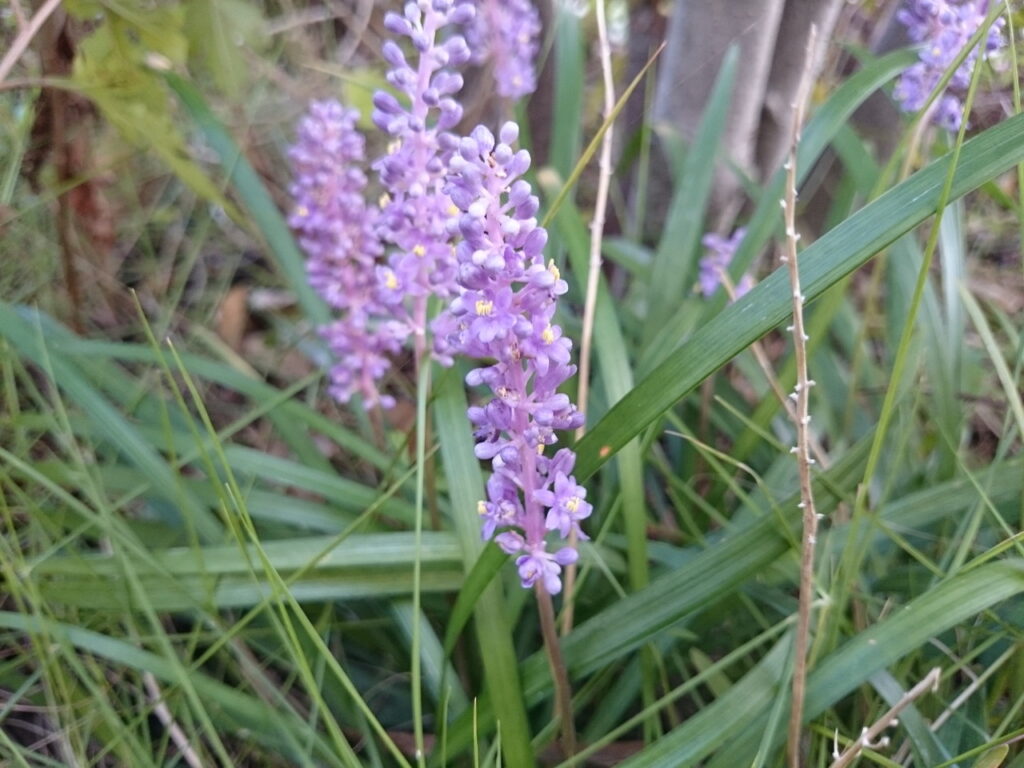 コヤブランの花