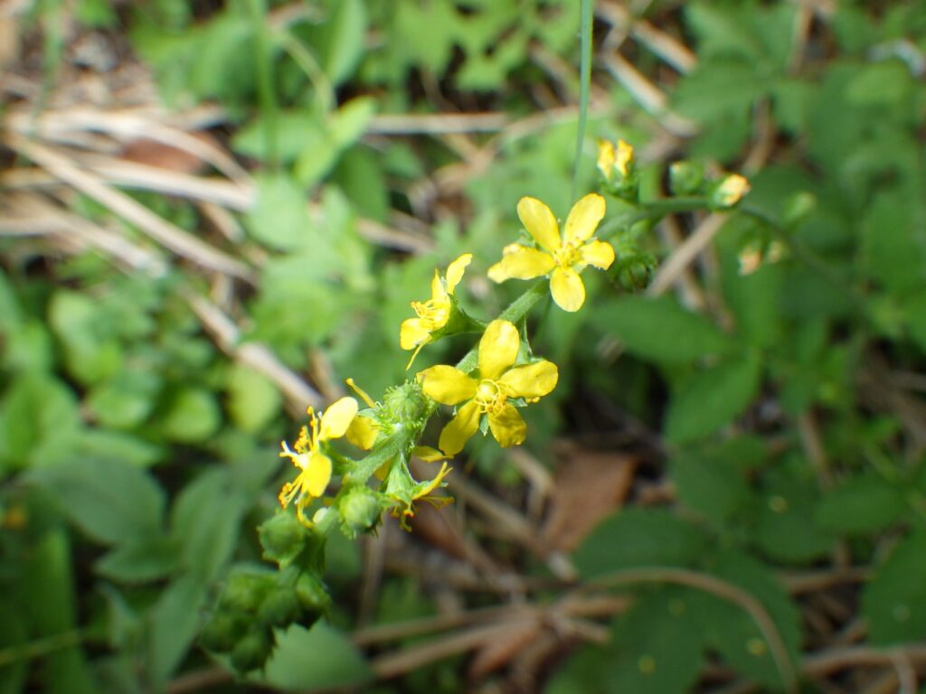 キンミズヒキの花序