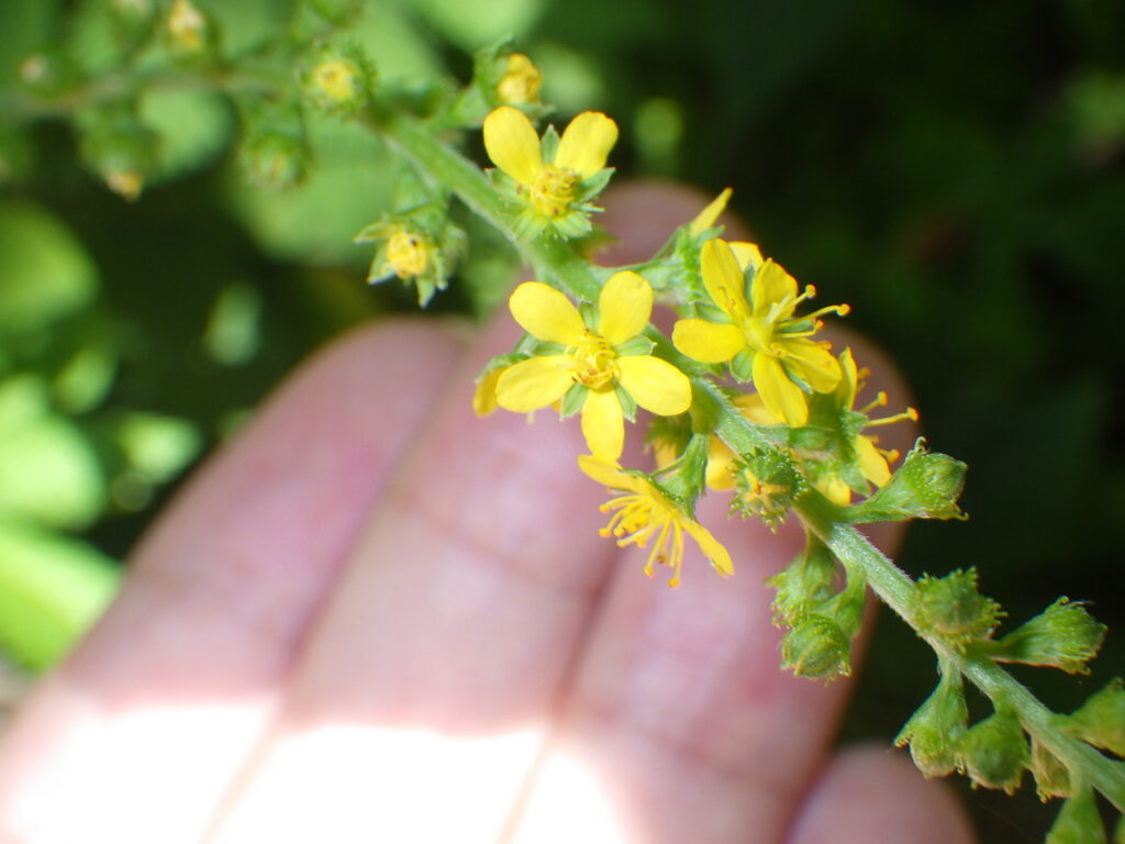 キンミズヒキの花：雄しべが多い。