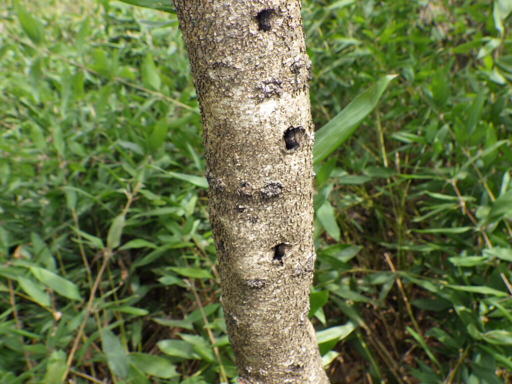 Bark of the black buckthorn tree