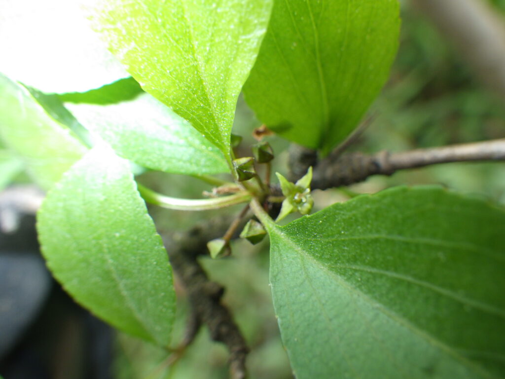 Rhamnus japonica flowers