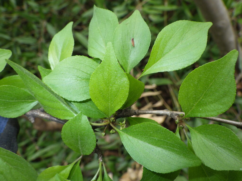 Upper surface of a buckthorn leaf