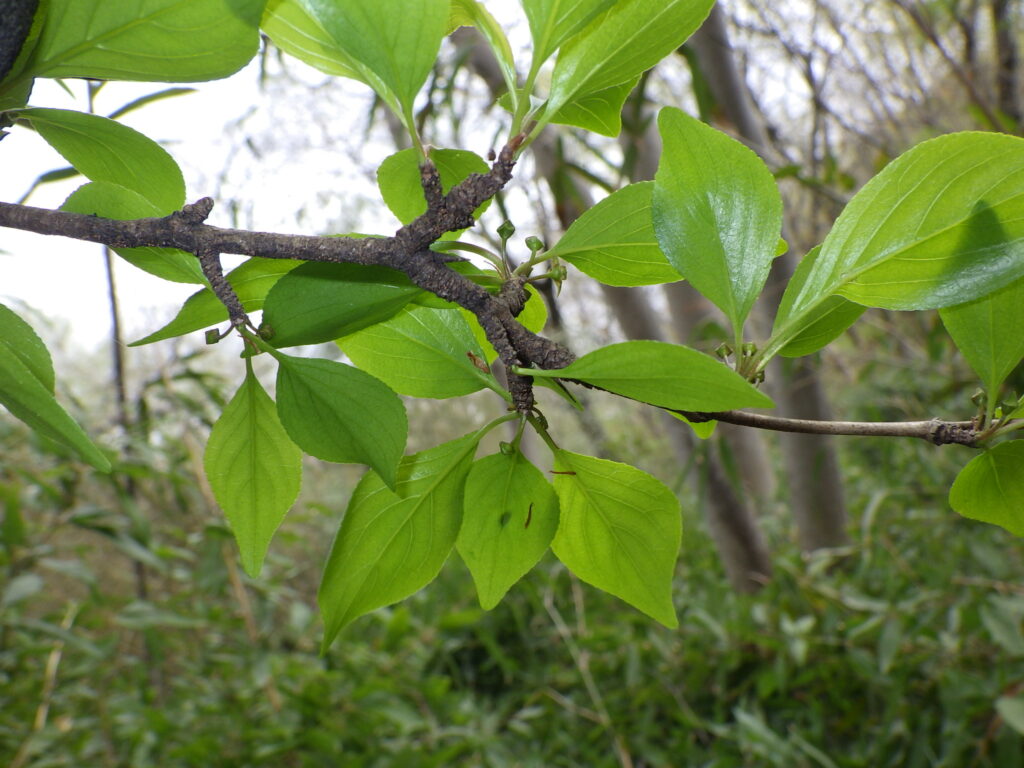 Underside of a buckthorn leaf