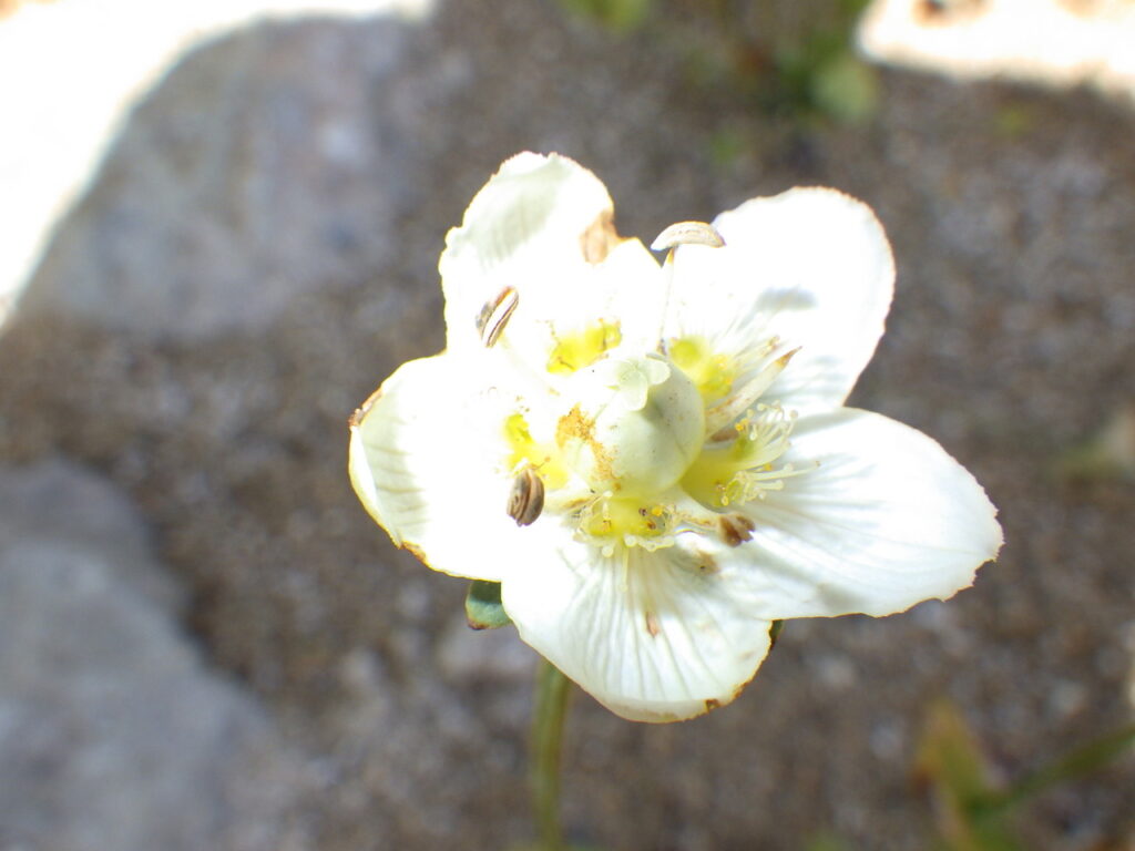 ウメバチソウの花：仮雄しべの裂片および黄色い腺体の数が12個以上、この個体では腺体は白い。